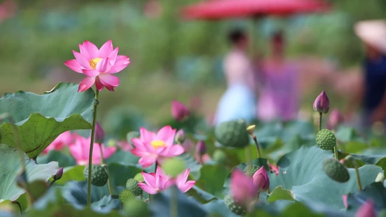 Trà Lý mùa sen nở: Vẻ đẹp thiên nhiên mê hoặc du khách