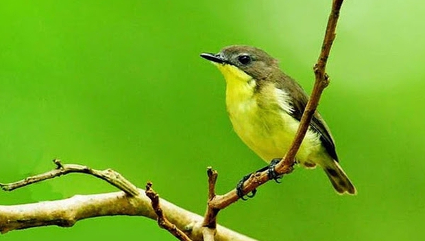 Chữ và nghĩa: "Ba mươi sáu thứ chim"