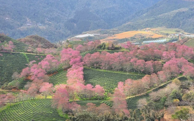 Sa Pa vào mùa mai anh đào khoe sắc