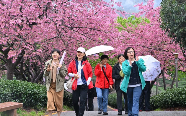 Chiêm ngưỡng vẻ đẹp hoa anh đào tại Trung Quốc