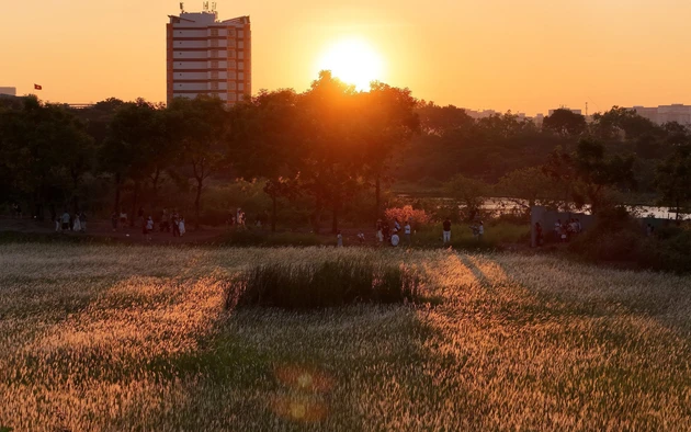 Check-in cánh đồng cỏ lau săn Mặt Trời 'trứng muối' ở TP HCM