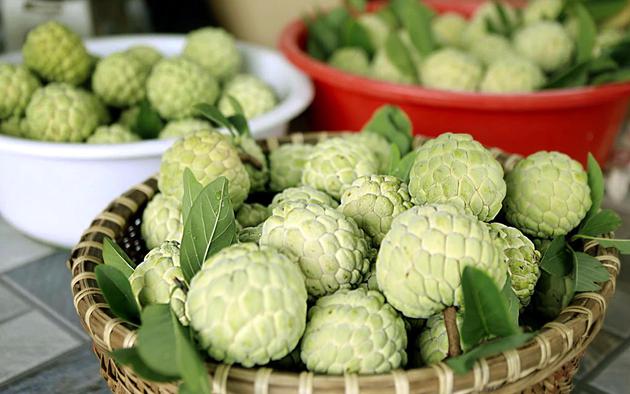Ngọt lành mùa na chín dưới chân Tam Đảo