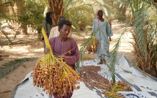 Mùa thu hoạch chà là tại Sudan