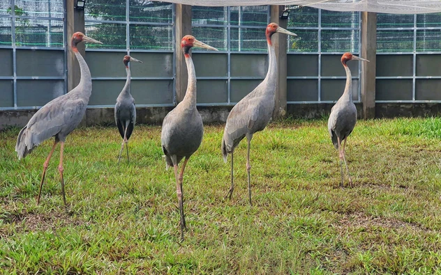 Sếu đầu đỏ thích nghi với môi trường khu bảo tồn của Vườn quốc gia Tràm Chim