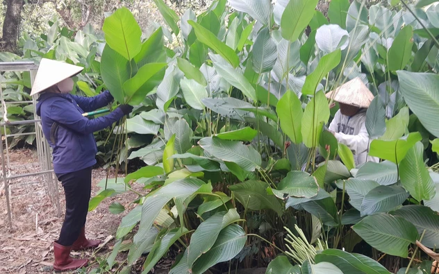 Rộn ràng mùa thu hoạch lá dong phục vụ Tết