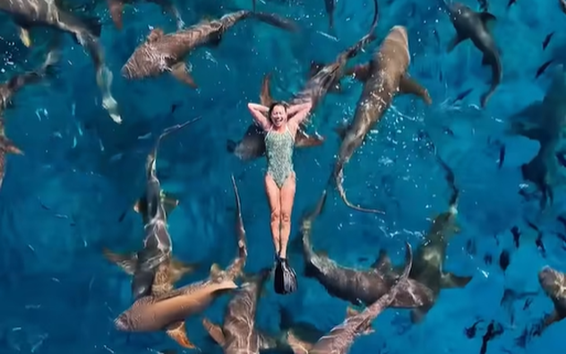 Ánh Viên bơi cùng... cá mập