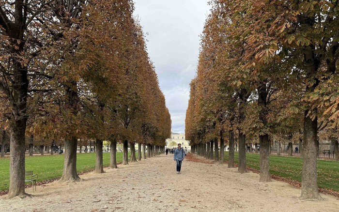 Sắc vàng mùa thu nước Pháp