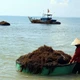 Người dân xã đảo Tam Hải (Đà Nẵng) vào vụ thu hoạch “thảo dược” dưới đáy biển