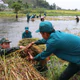 Bộ đội, dân quân dầm mưa giúp dân Quang Ngãi “cứu” lúa